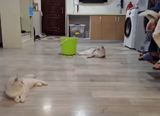 ezgif.com-video-to-gif-5.gif