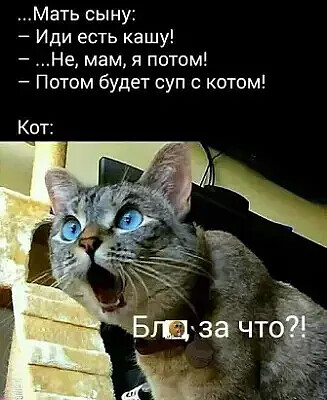 кот.jpg