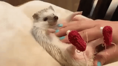 ezgif.com-video-to-gif-1.gif