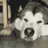 Buldog