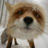 uberfox
