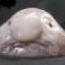 Dr. UG