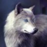 WinkDogg LA